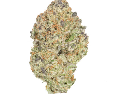 Buy girl scout cookies marijuana strain for sale