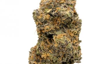 God's Gift - a qp