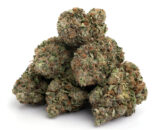 1lb Snoop Dogg OG - Exotic