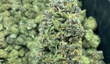 100 Pounds of Exotic Weed Strains