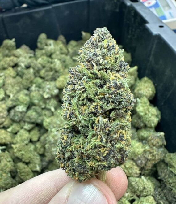100 Pounds of Exotic Weed Strains