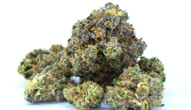 25 Pounds of exotic weed